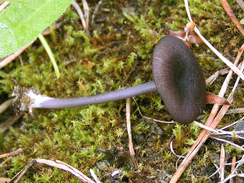 Entoloma mougeotii