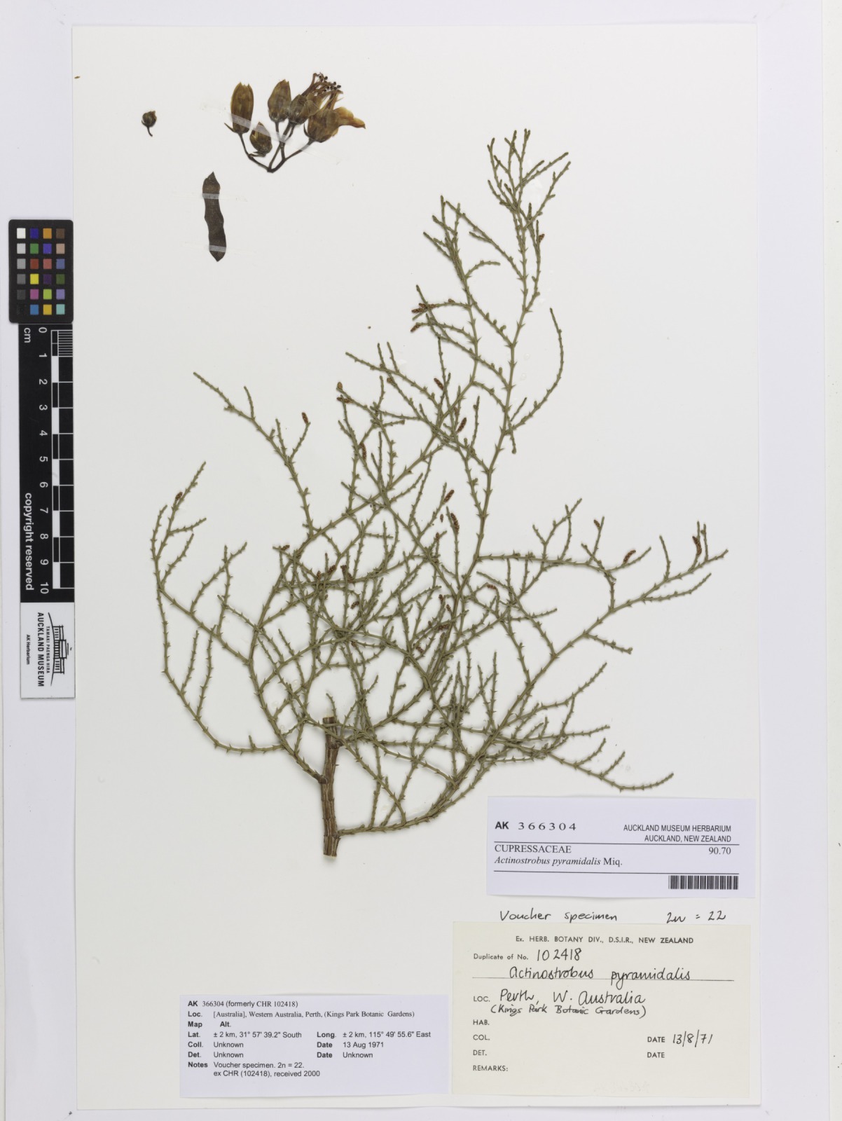 Actinostrobus pyramidalis