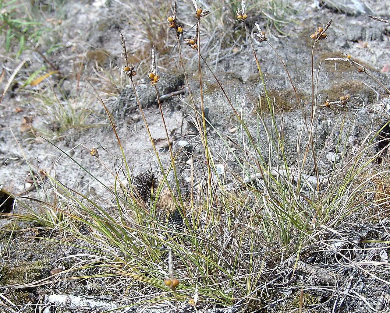 Carex supina