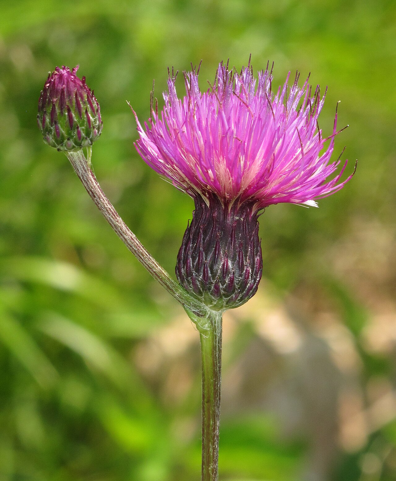 Cirsium pannonicum
