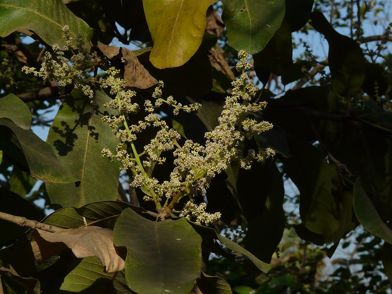 Buchanania lanzan