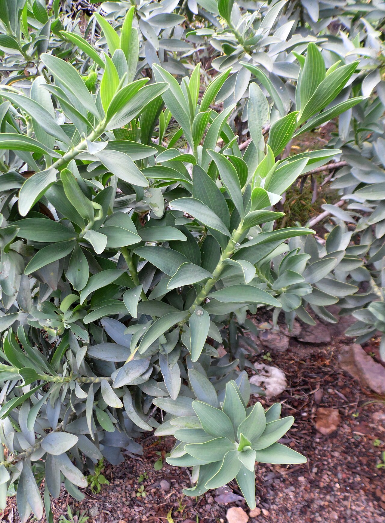 Bupleurum handiense