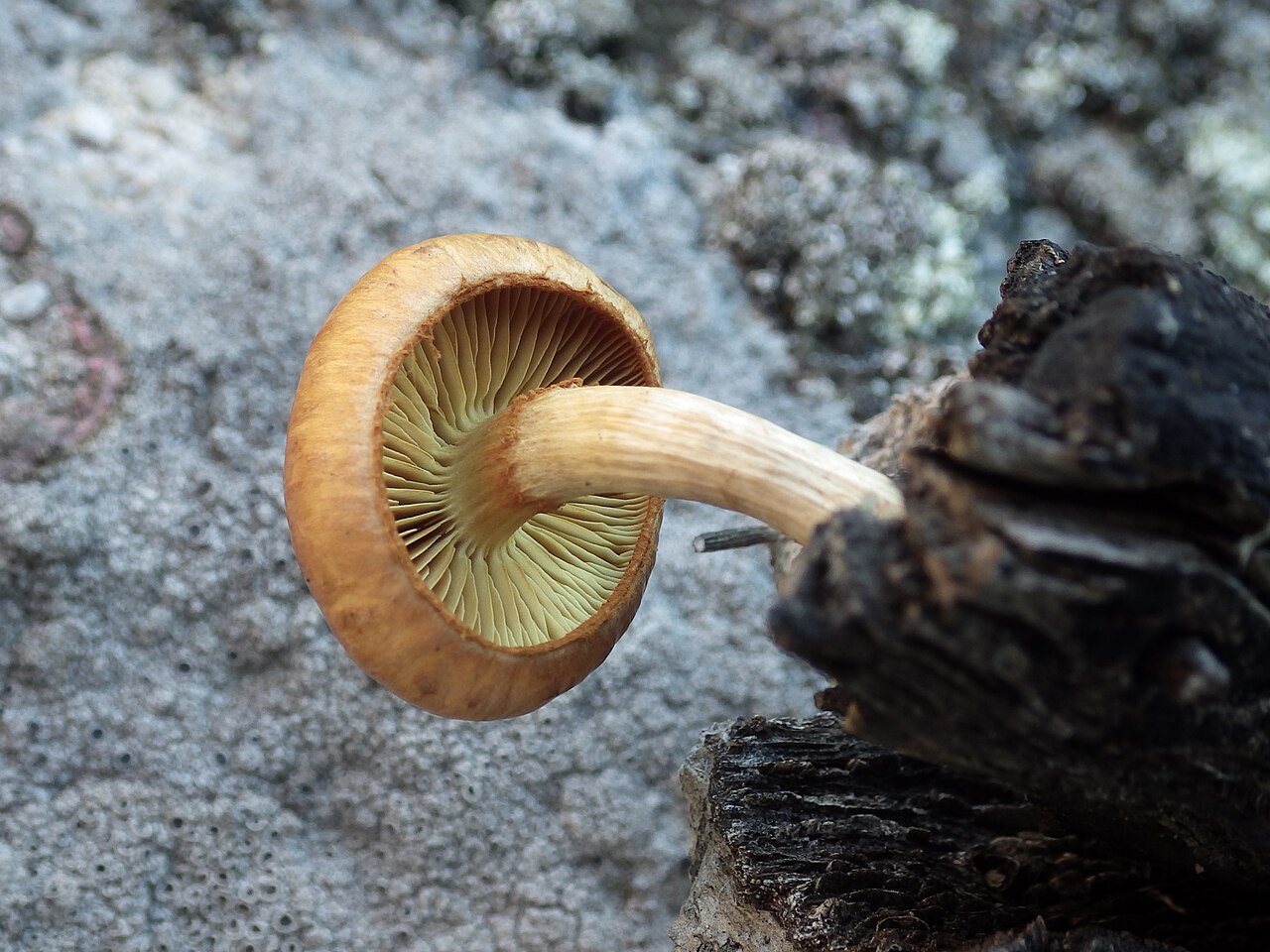 Gymnopilus igniculus