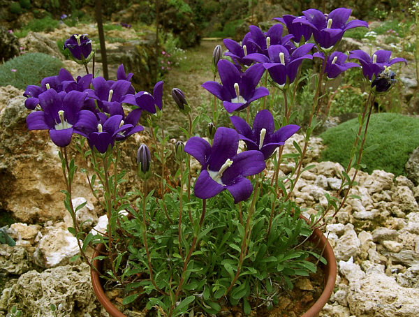 Campanula besenginica