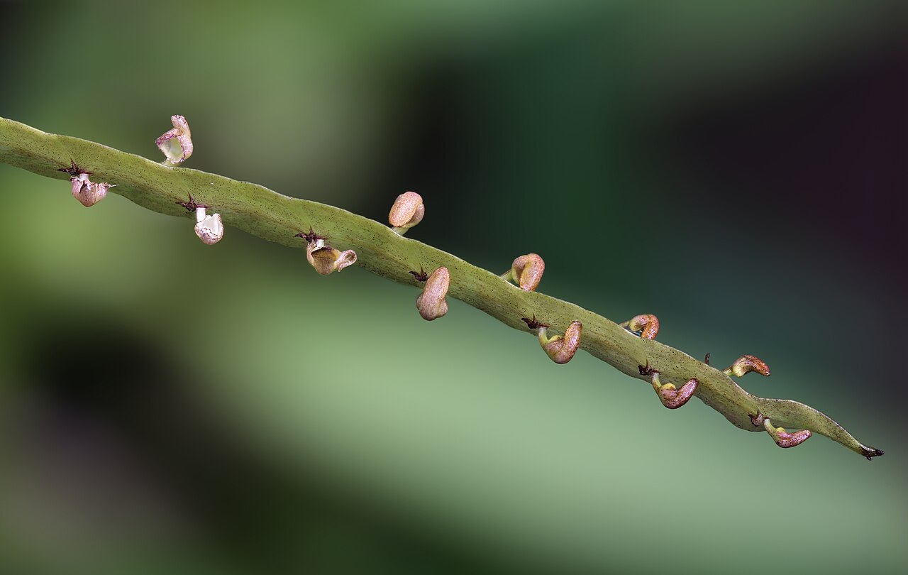 Bulbophyllum endotrachys