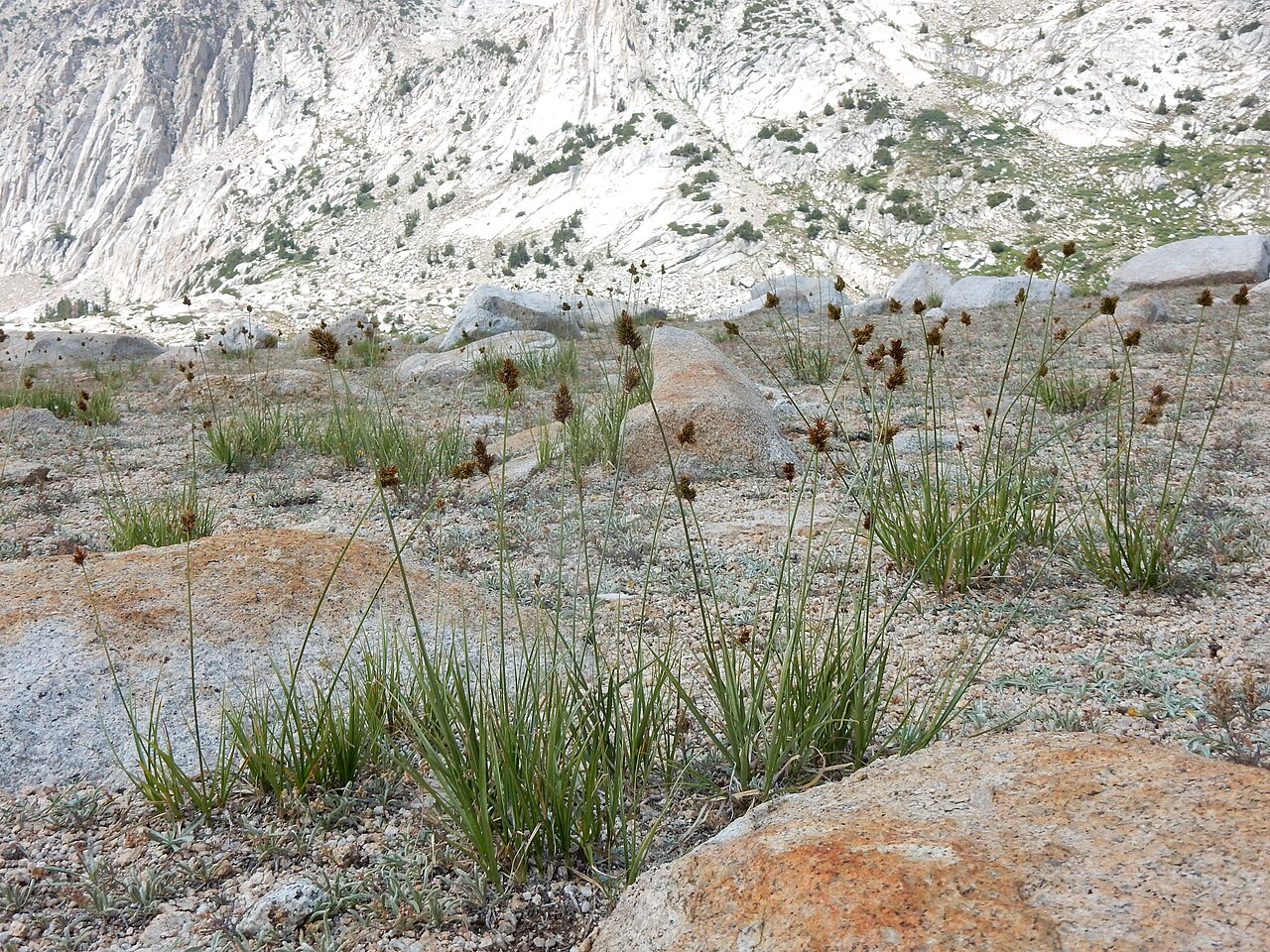 Carex straminiformis