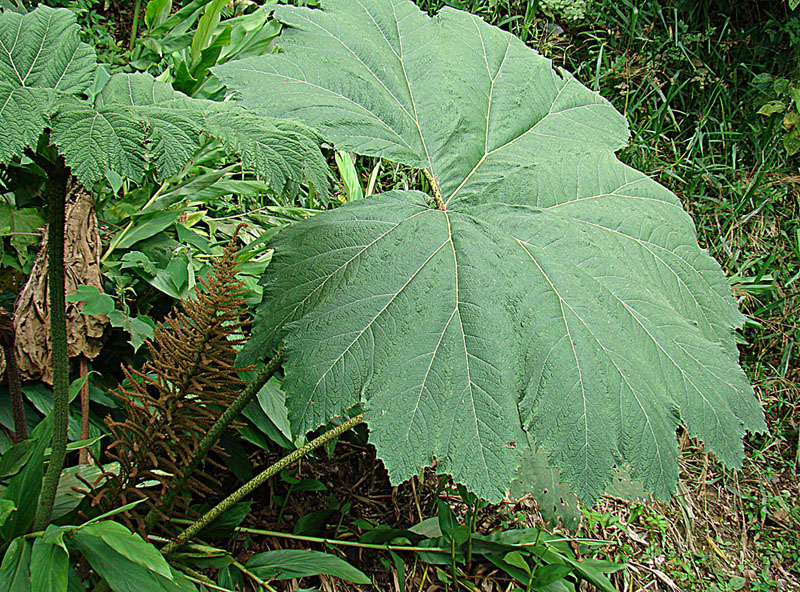 Gunnera tayrona