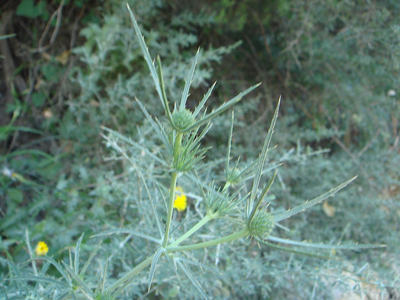 Eryngium tenue
