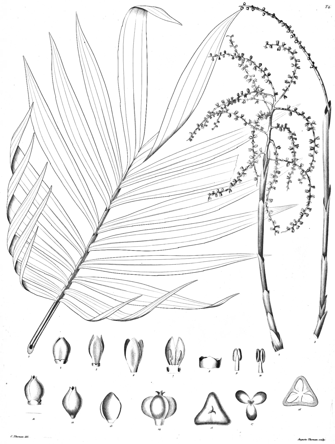 Chamaedorea pygmaea