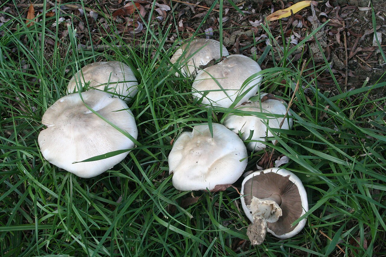 Agaricus pilatianus