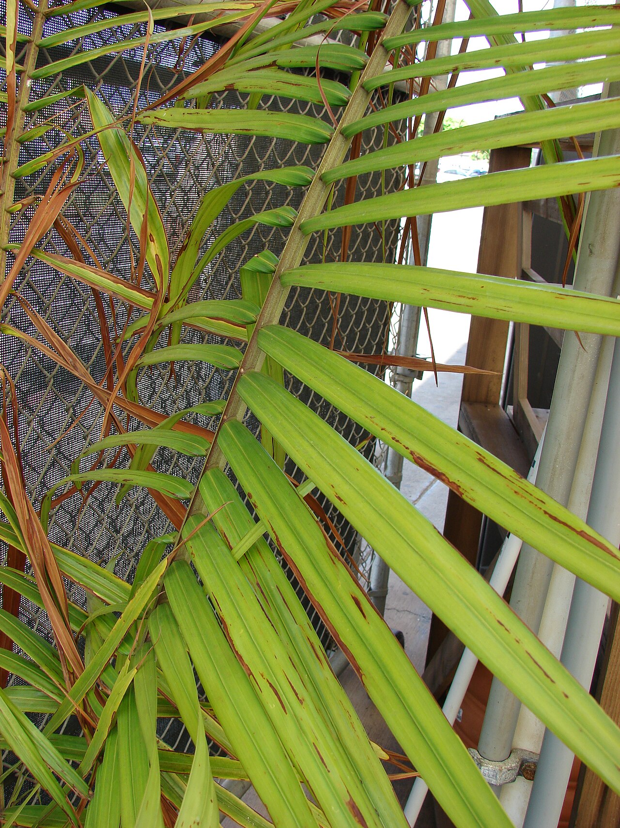 Dypsis lastelliana