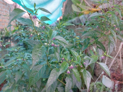 Capsicum tovarii