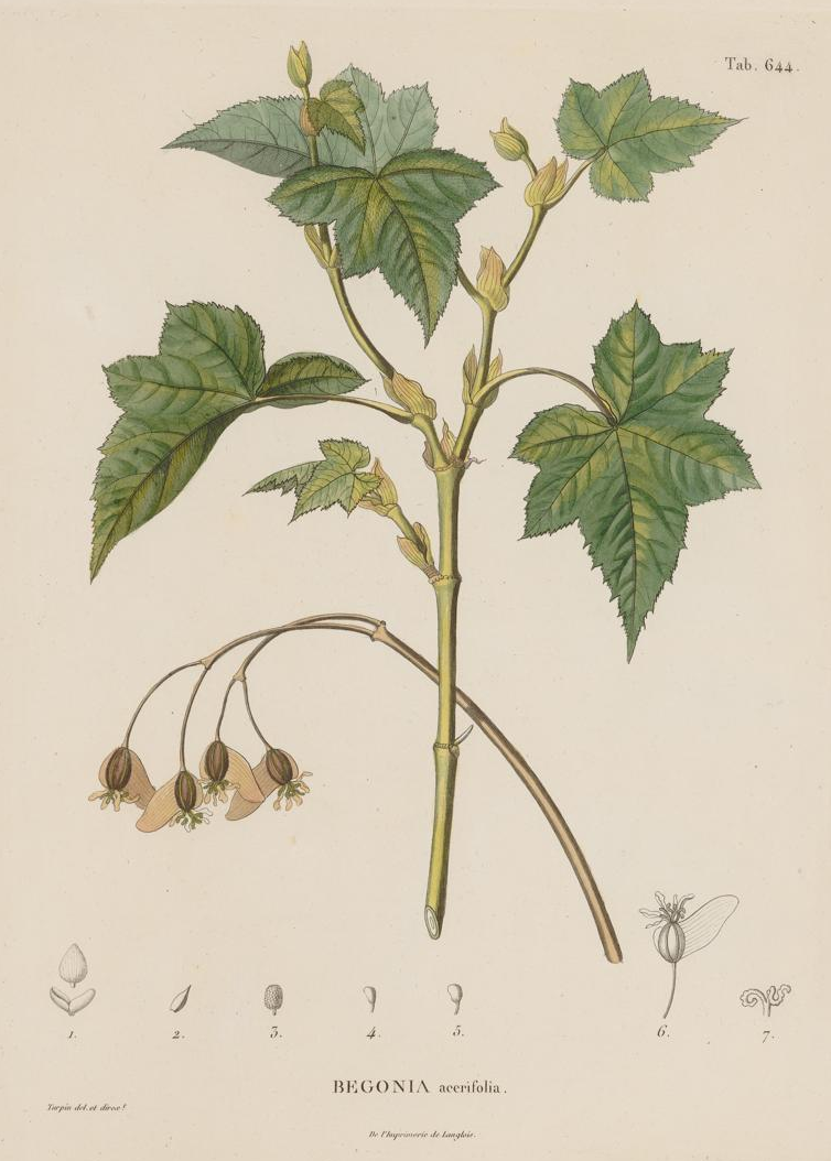 Begonia acerifolia
