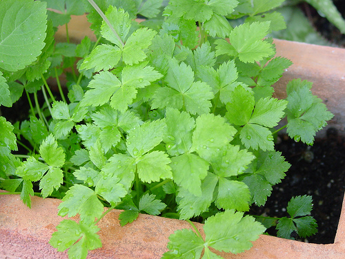 Cryptotaenia japonica