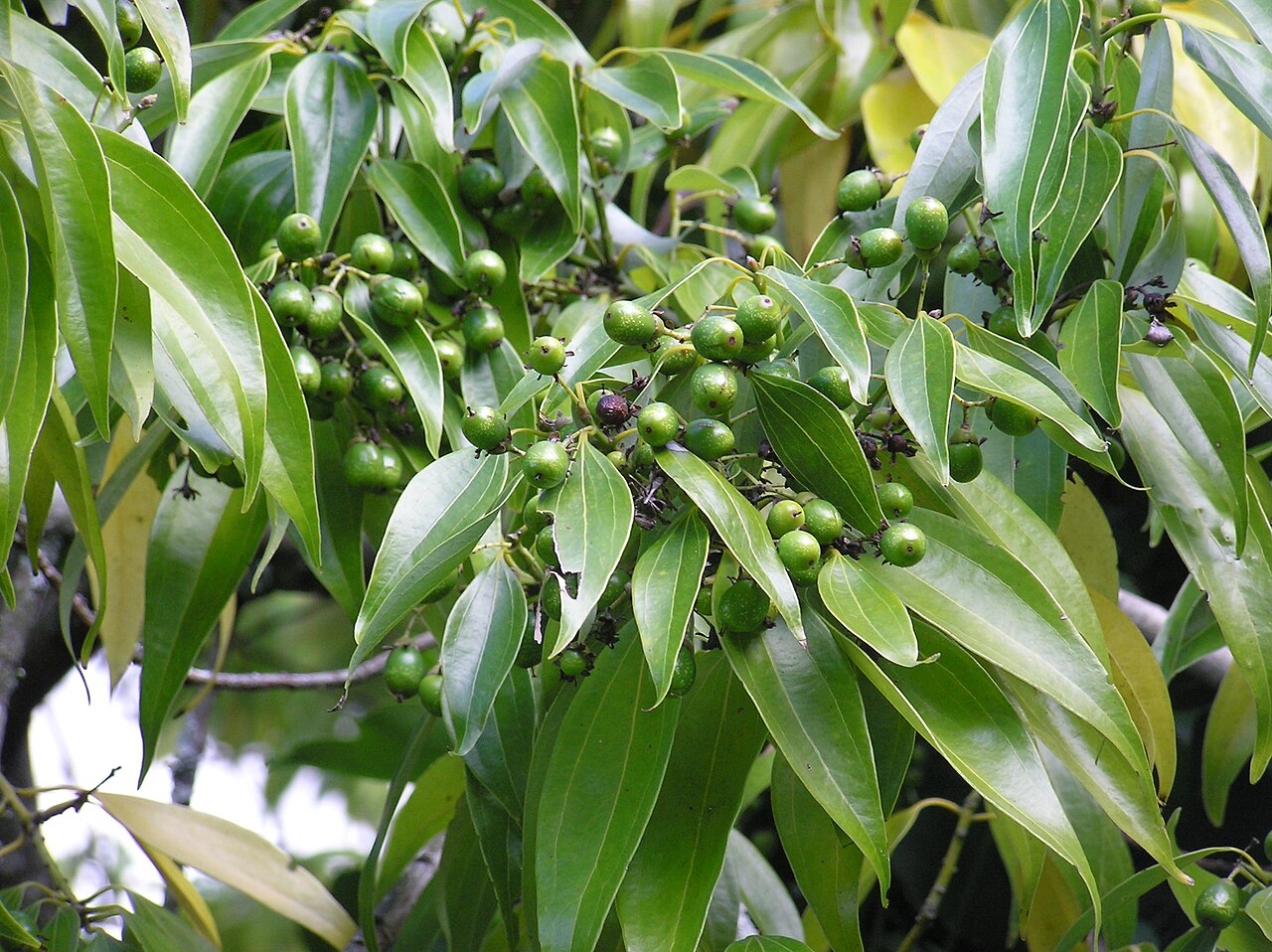 Cinnamomum loureiroi