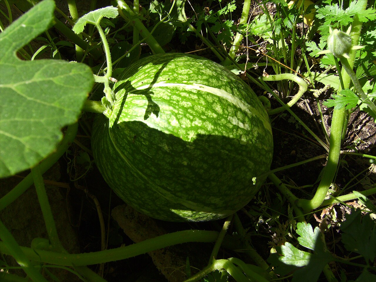 Cucurbita ficifolia