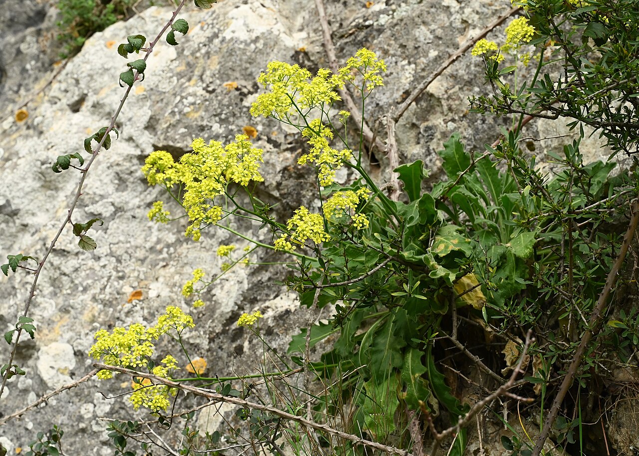 Biscutella frutescens
