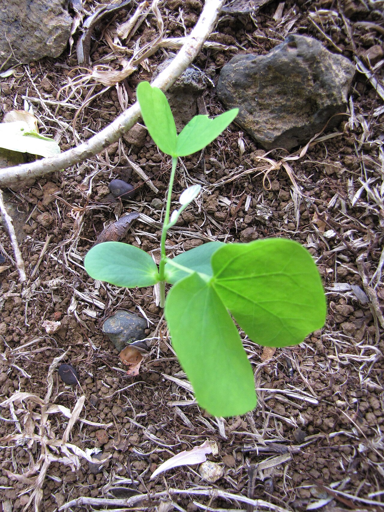 Bauhinia monandra