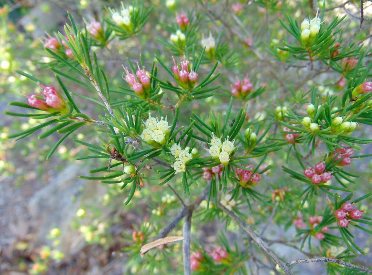 Homoranthus montanus