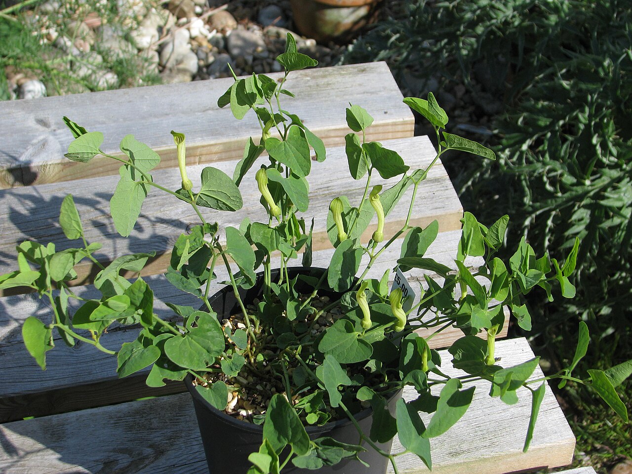 Aristolochia paucinervis
