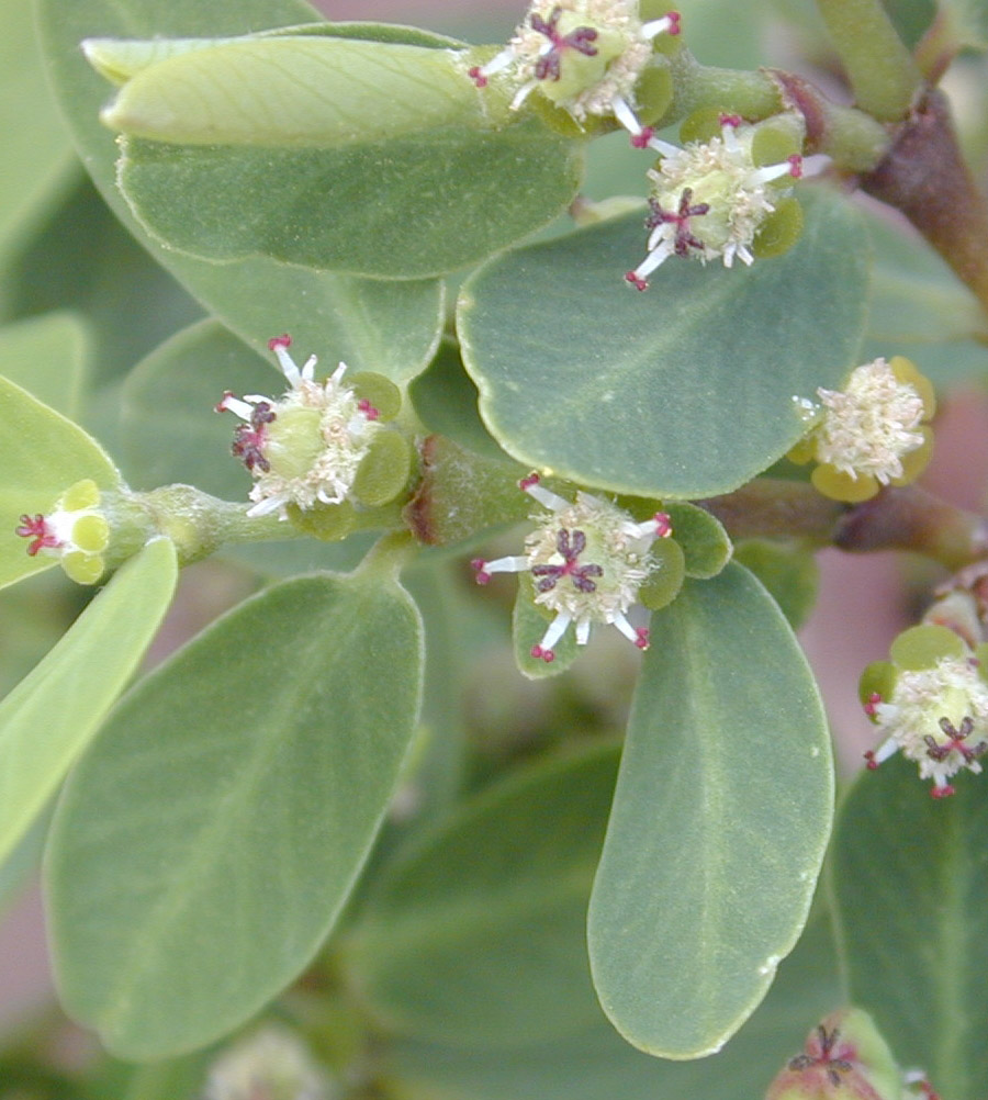 Euphorbia celastroides