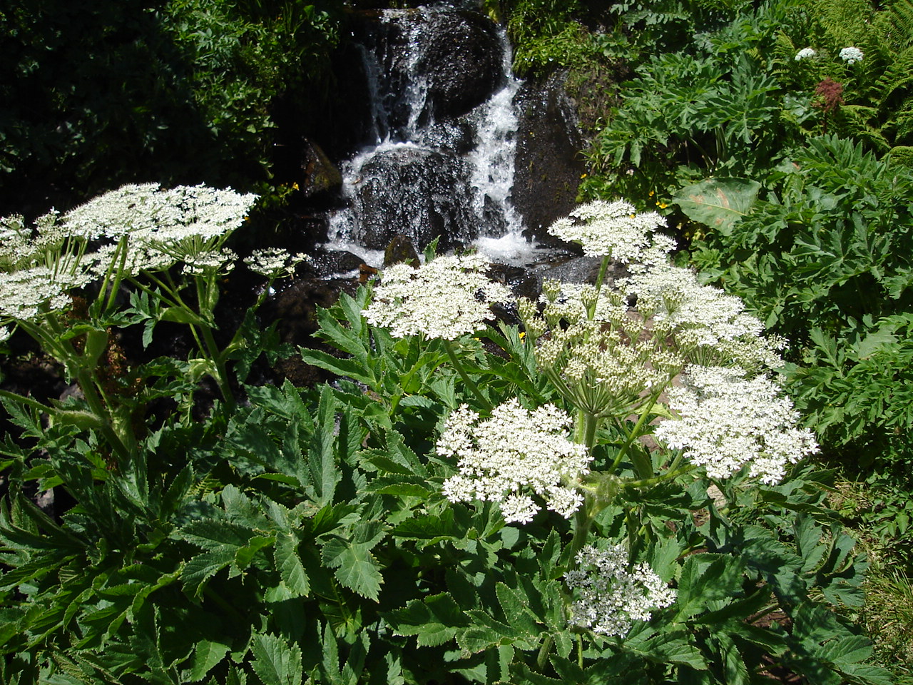 Heracleum verticillatum