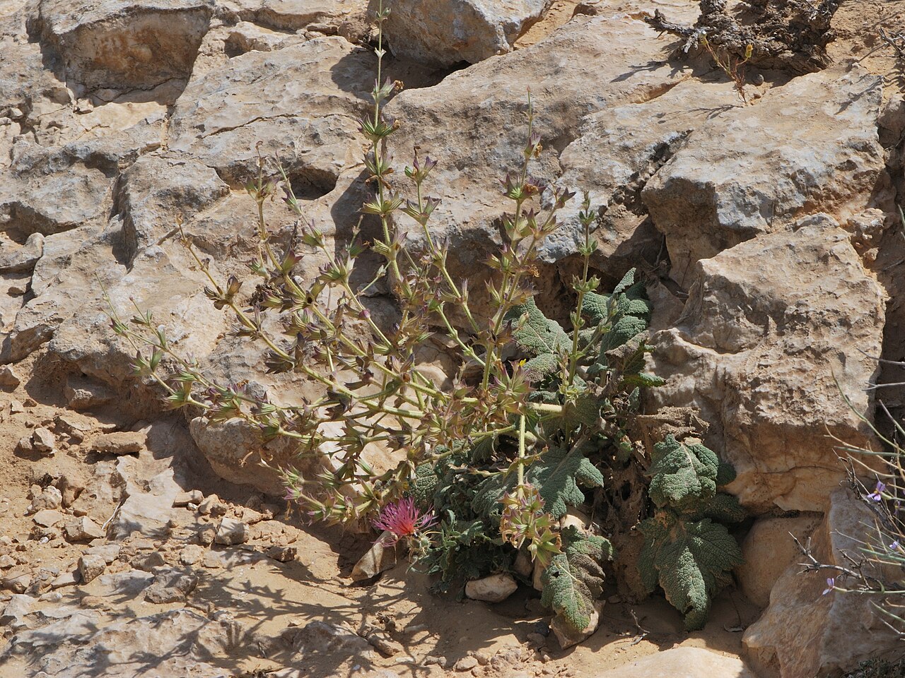 Salvia palaestina