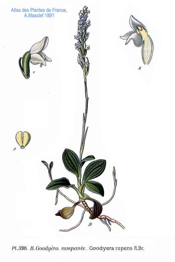 Goodyera repens