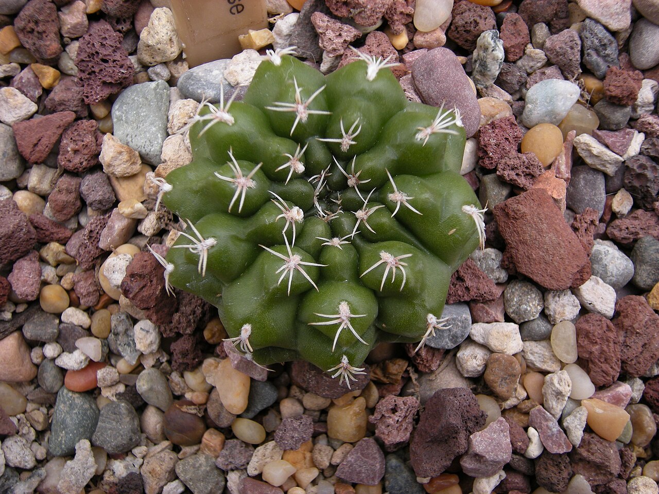 Gymnocalycium taningaense