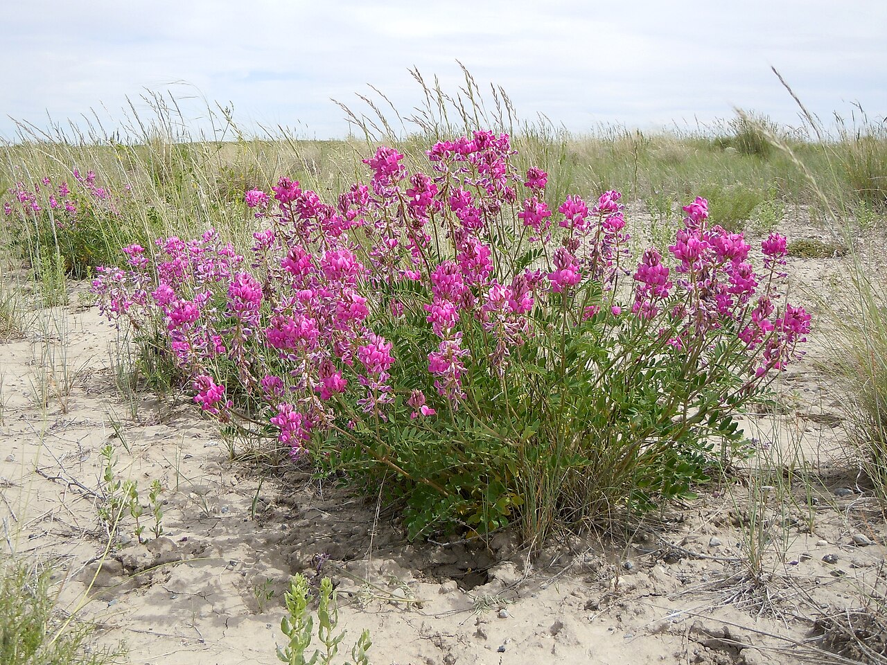 Hedysarum boreale
