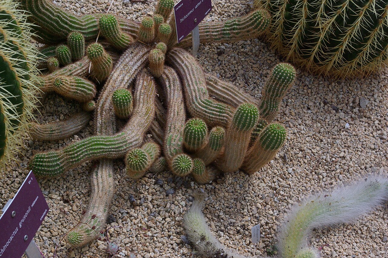 Echinopsis vatteri
