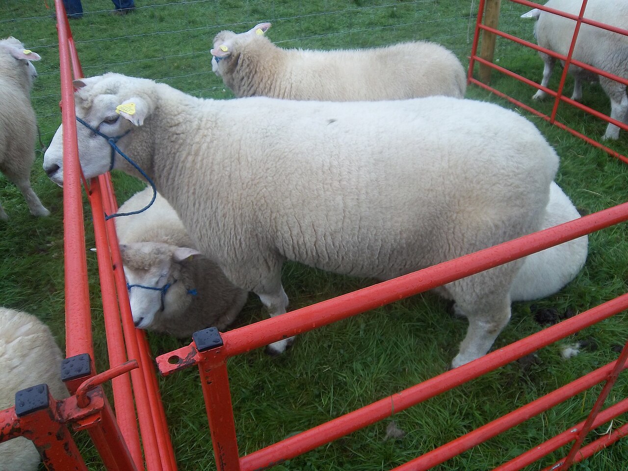 Galway
