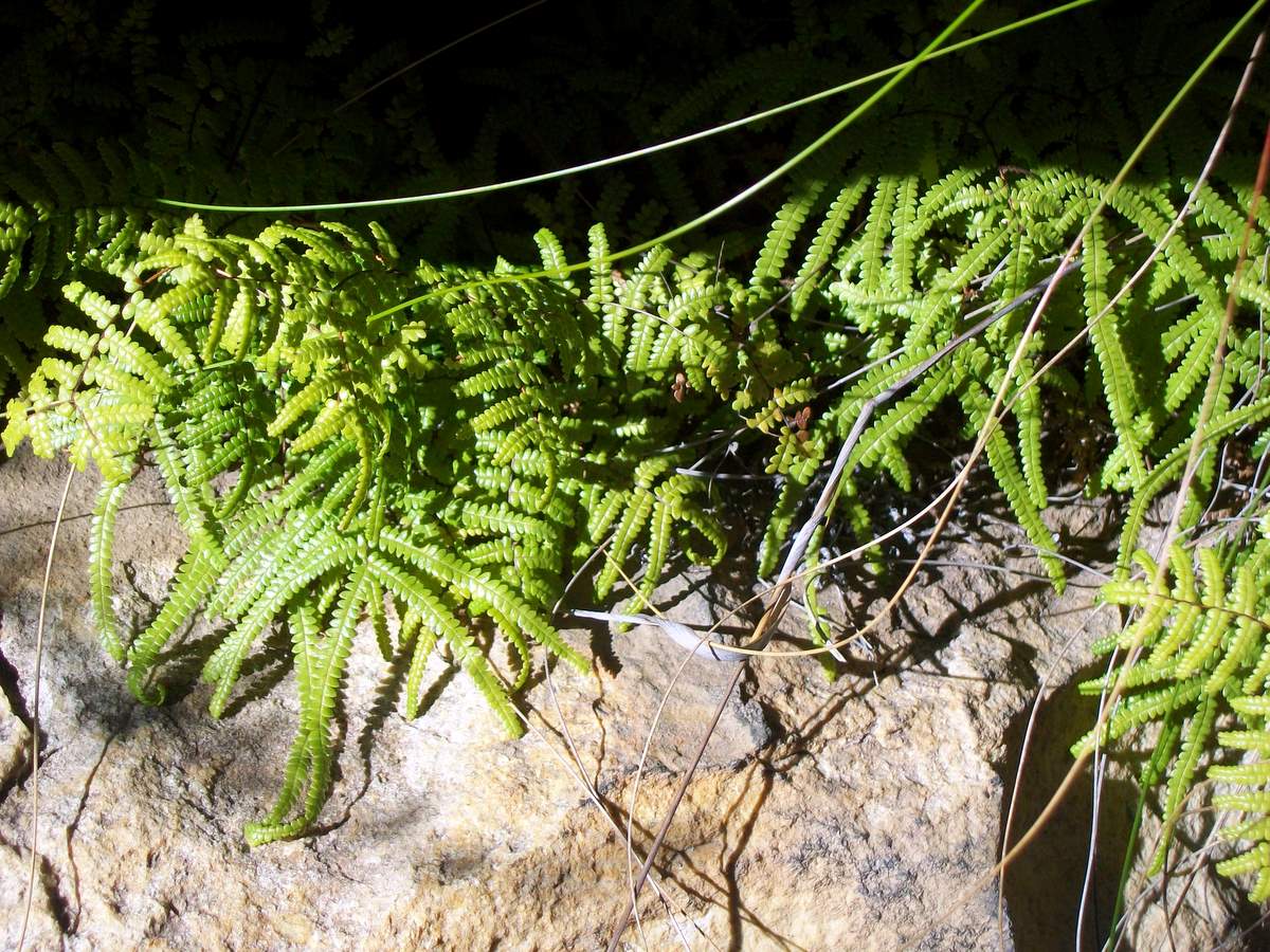 Gleichenia rupestris