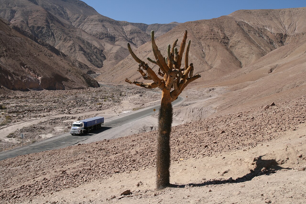 Browningia candelaris