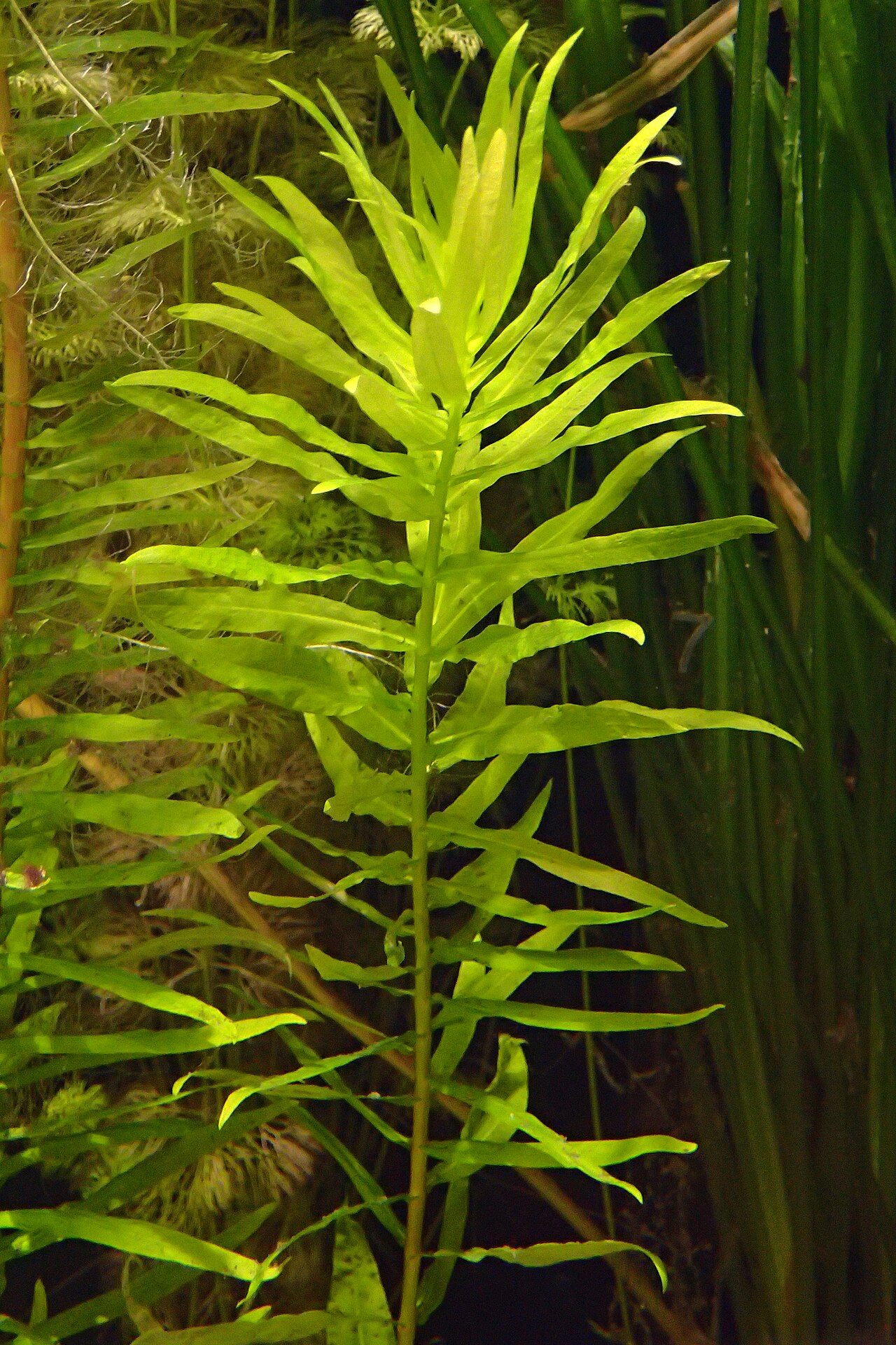 Ammannia gracilis