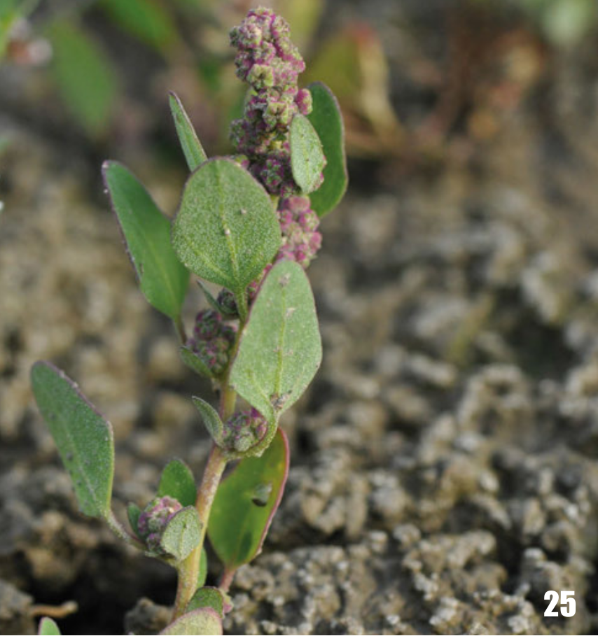 Chenopodium iljinii