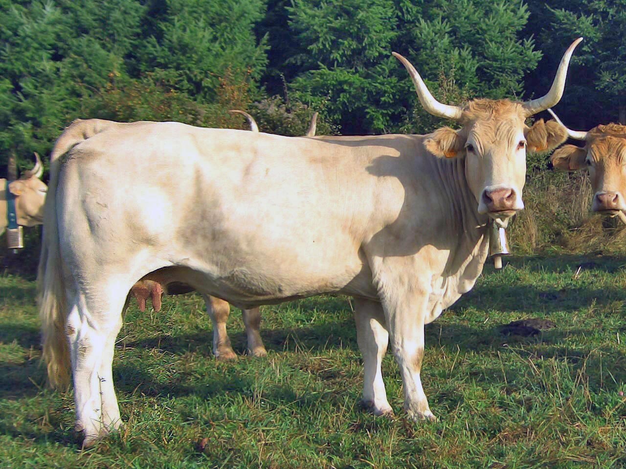 Pirenaica