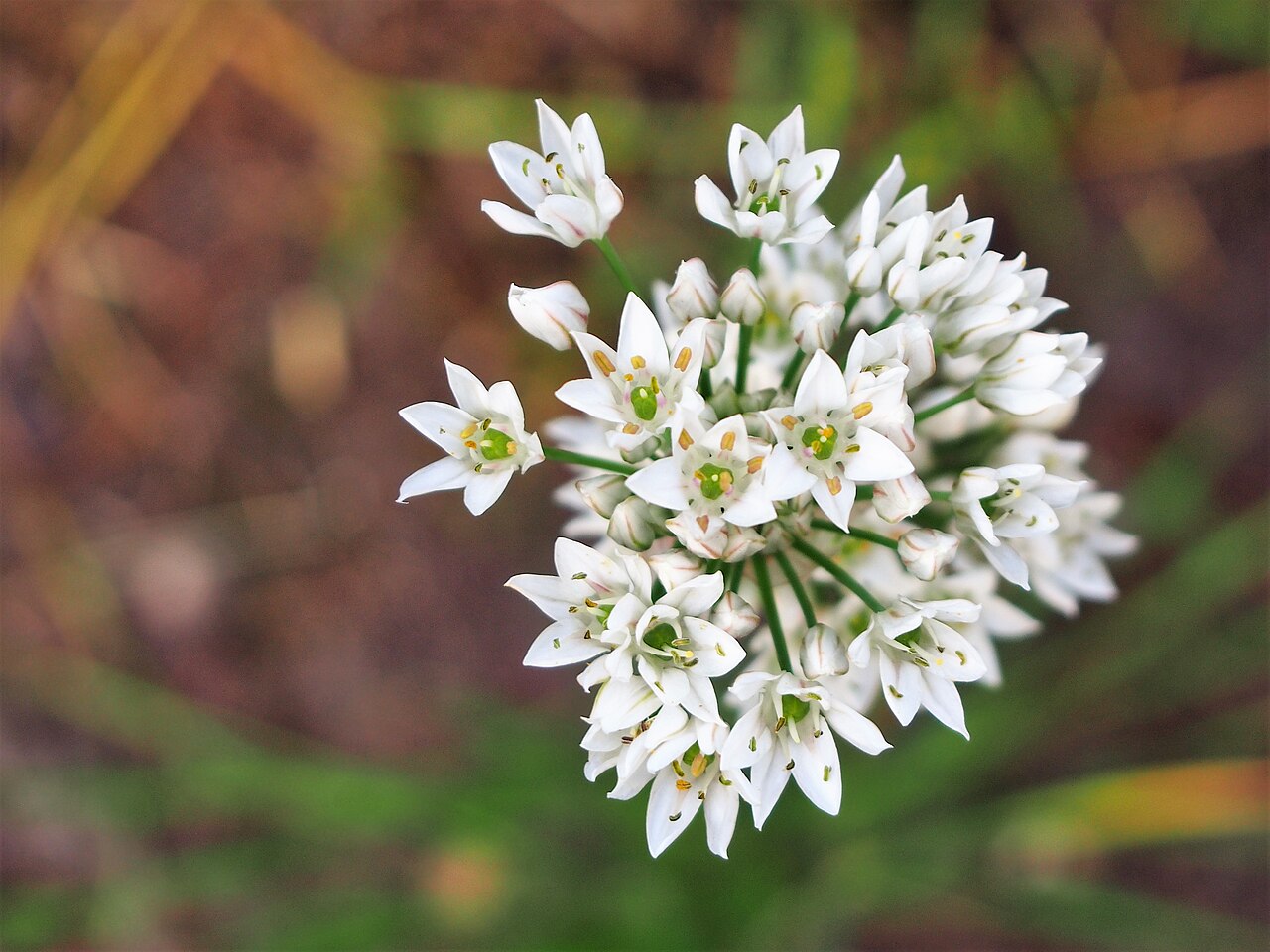 Allium ramosum