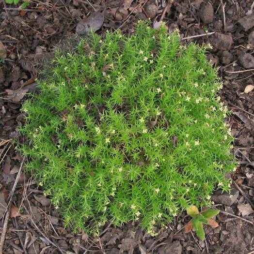 Galium