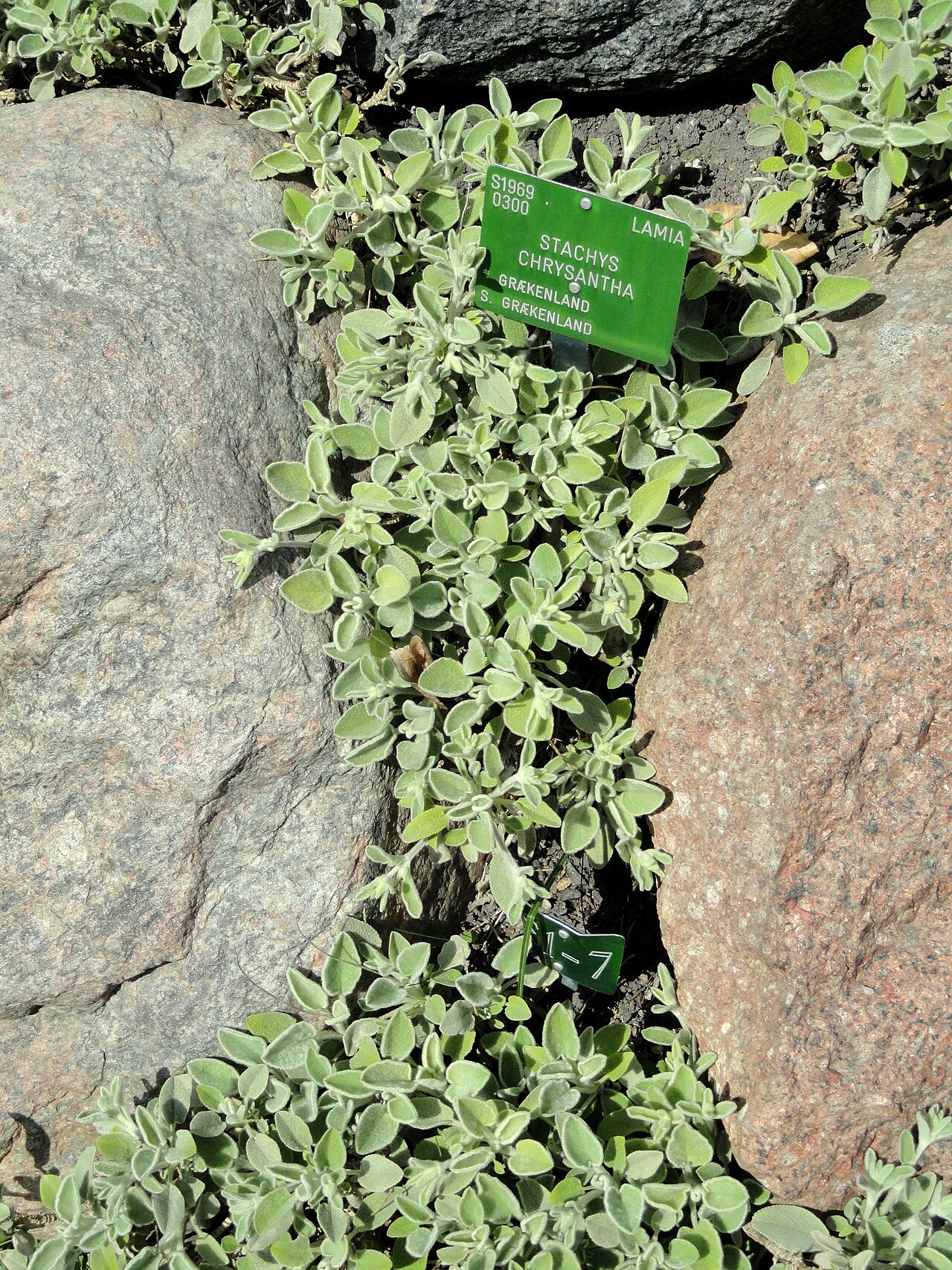 Stachys chrysantha