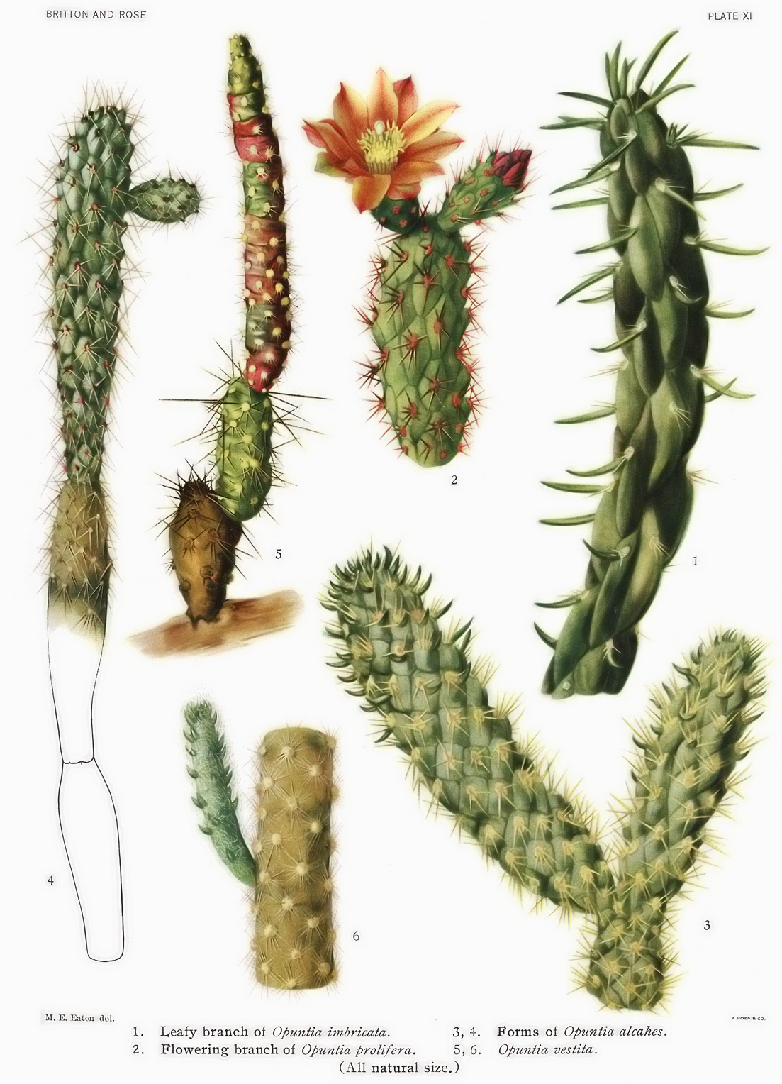 Cylindropuntia alcahes