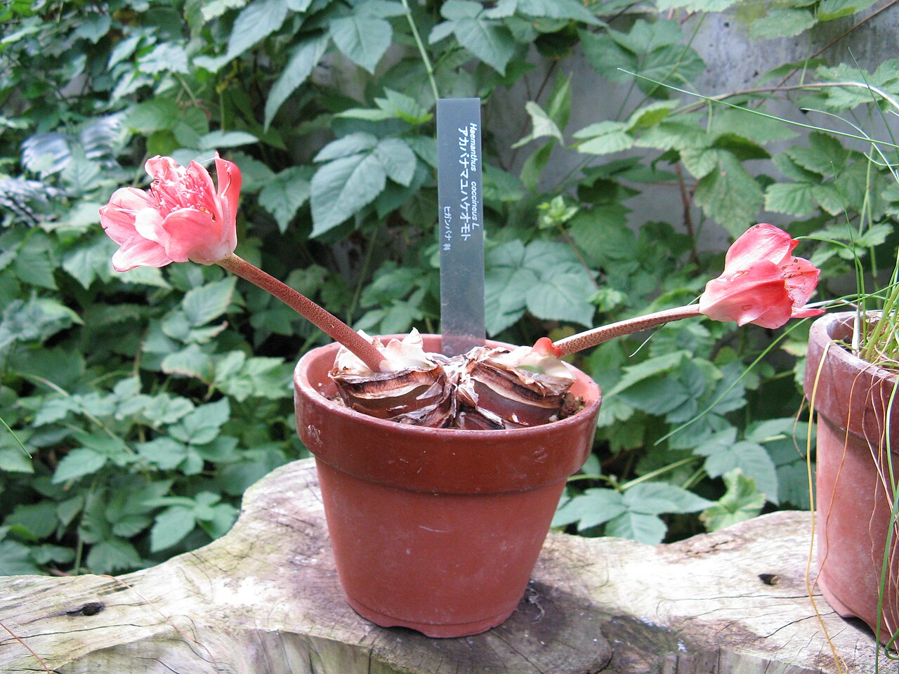 Haemanthus coccineus