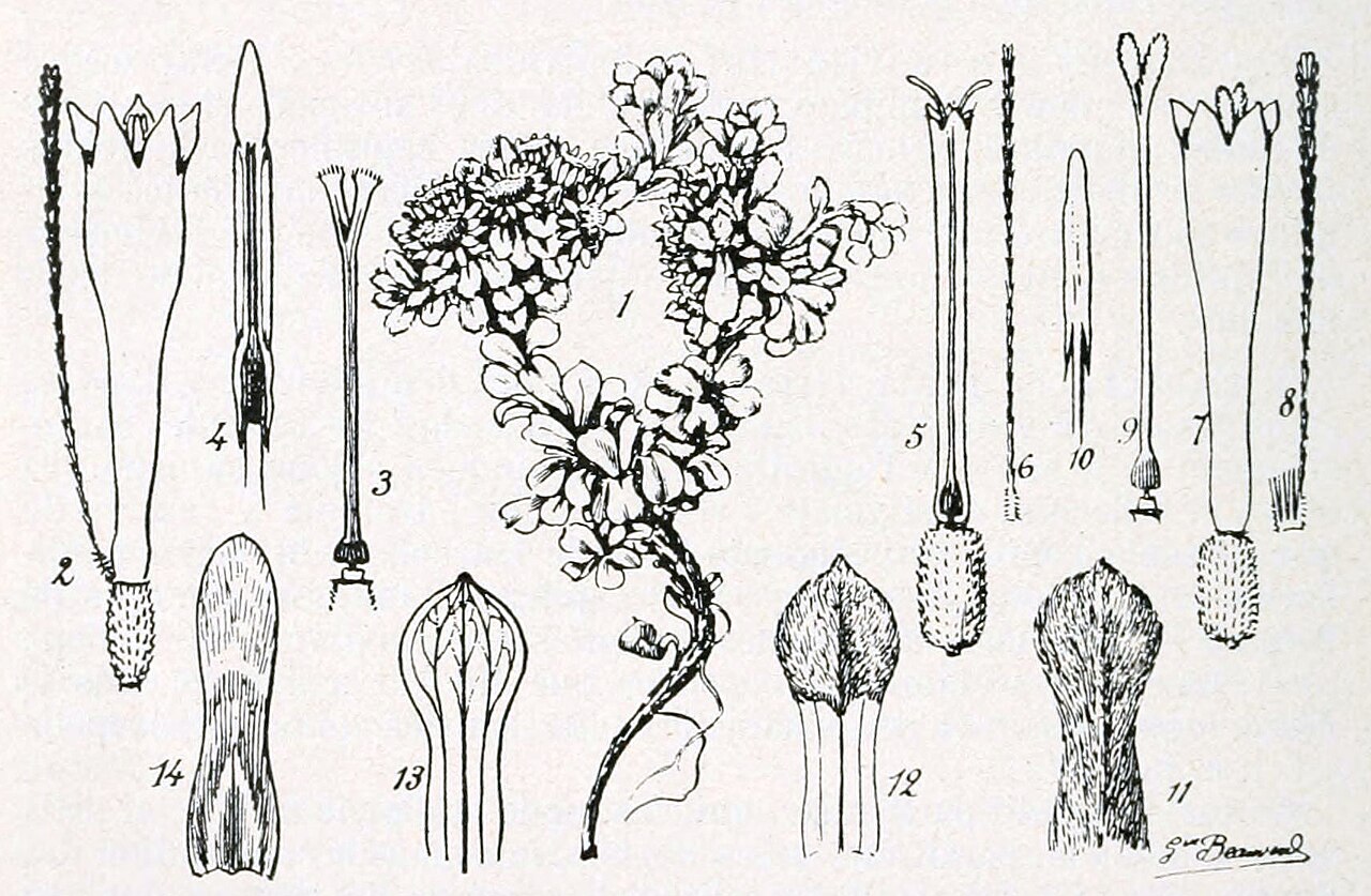 Ewartia catipes