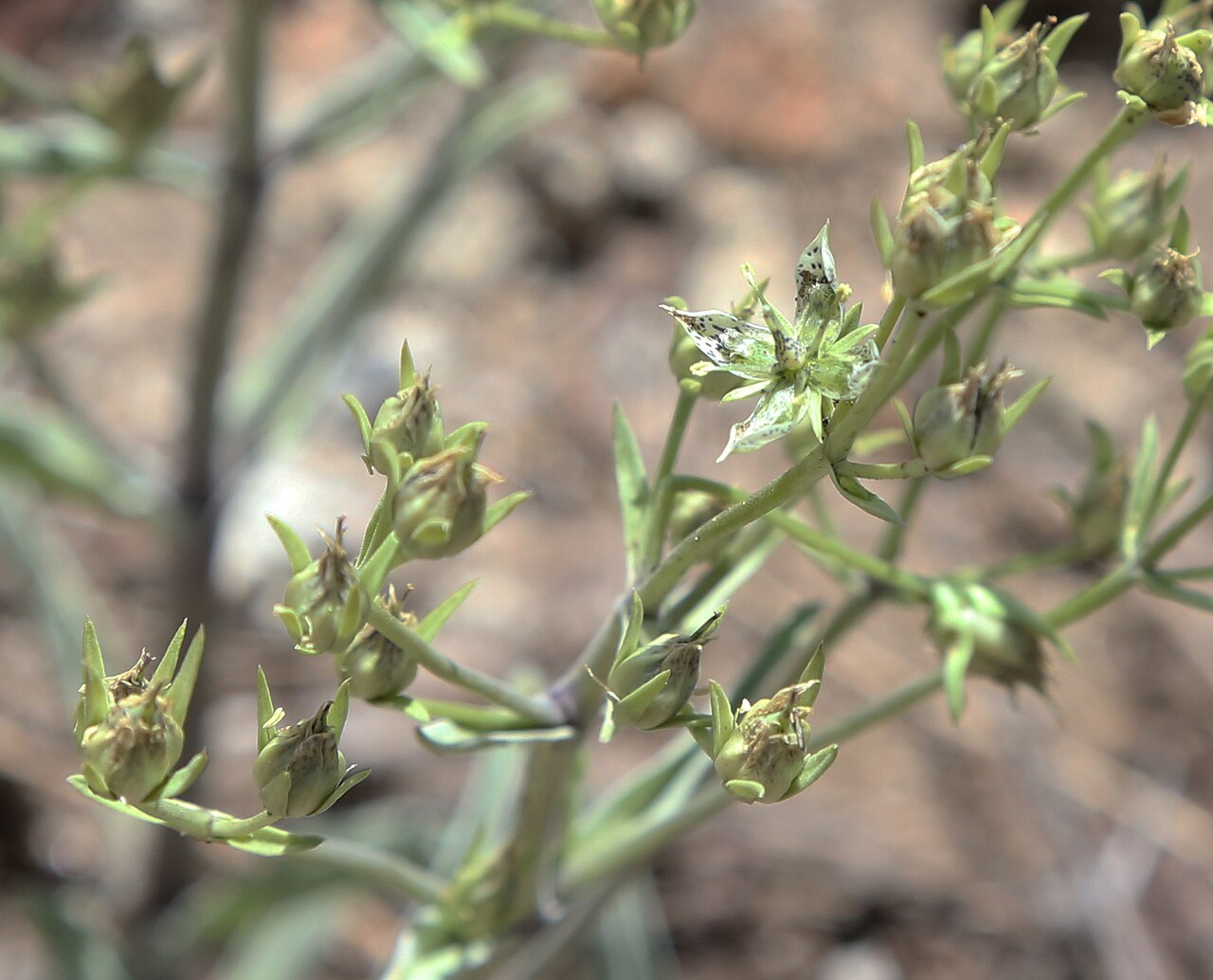 Frasera puberulenta