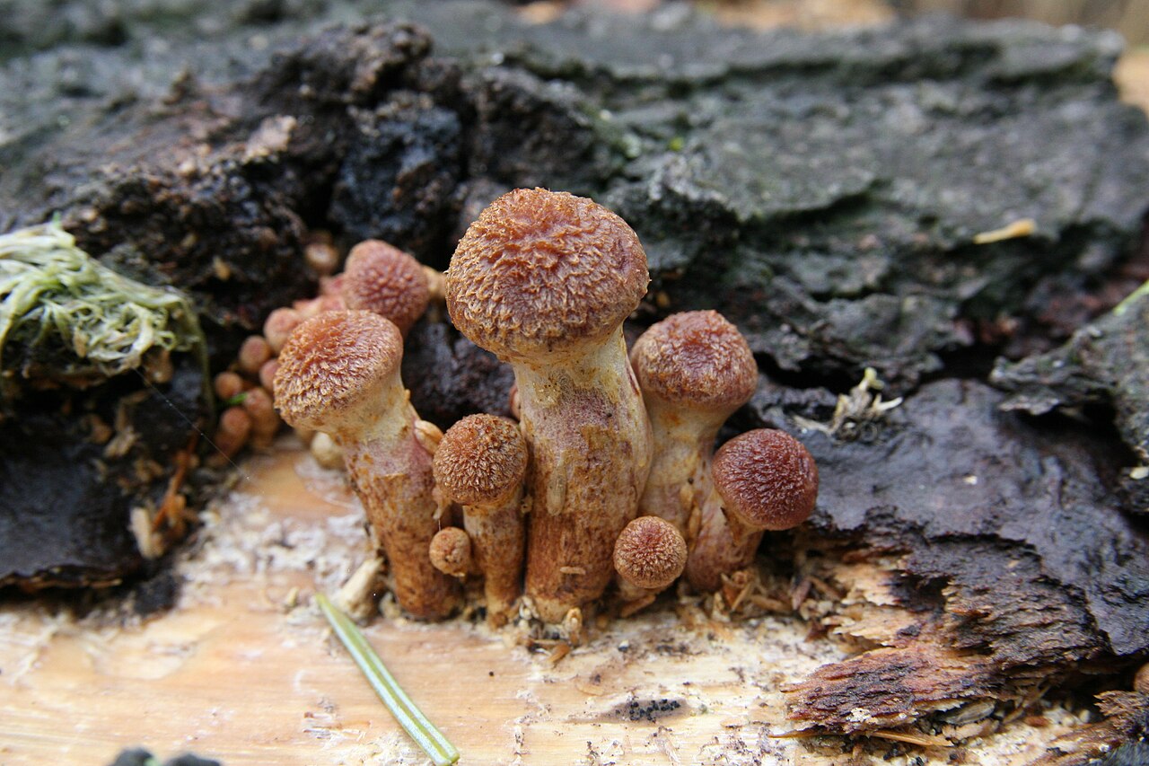 Purple gym or yellow-gilled gymnopilus