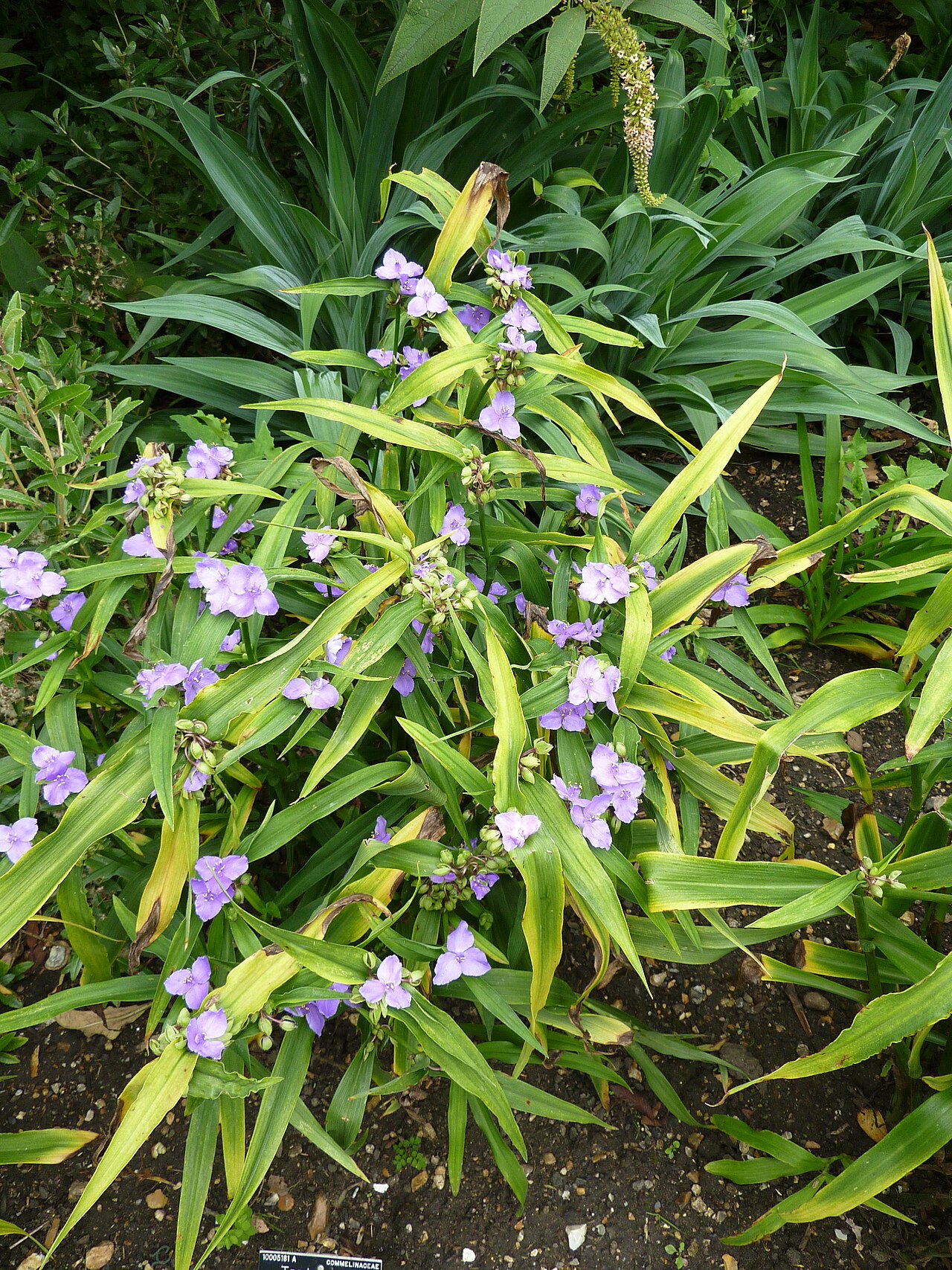Tradescantia virginiana