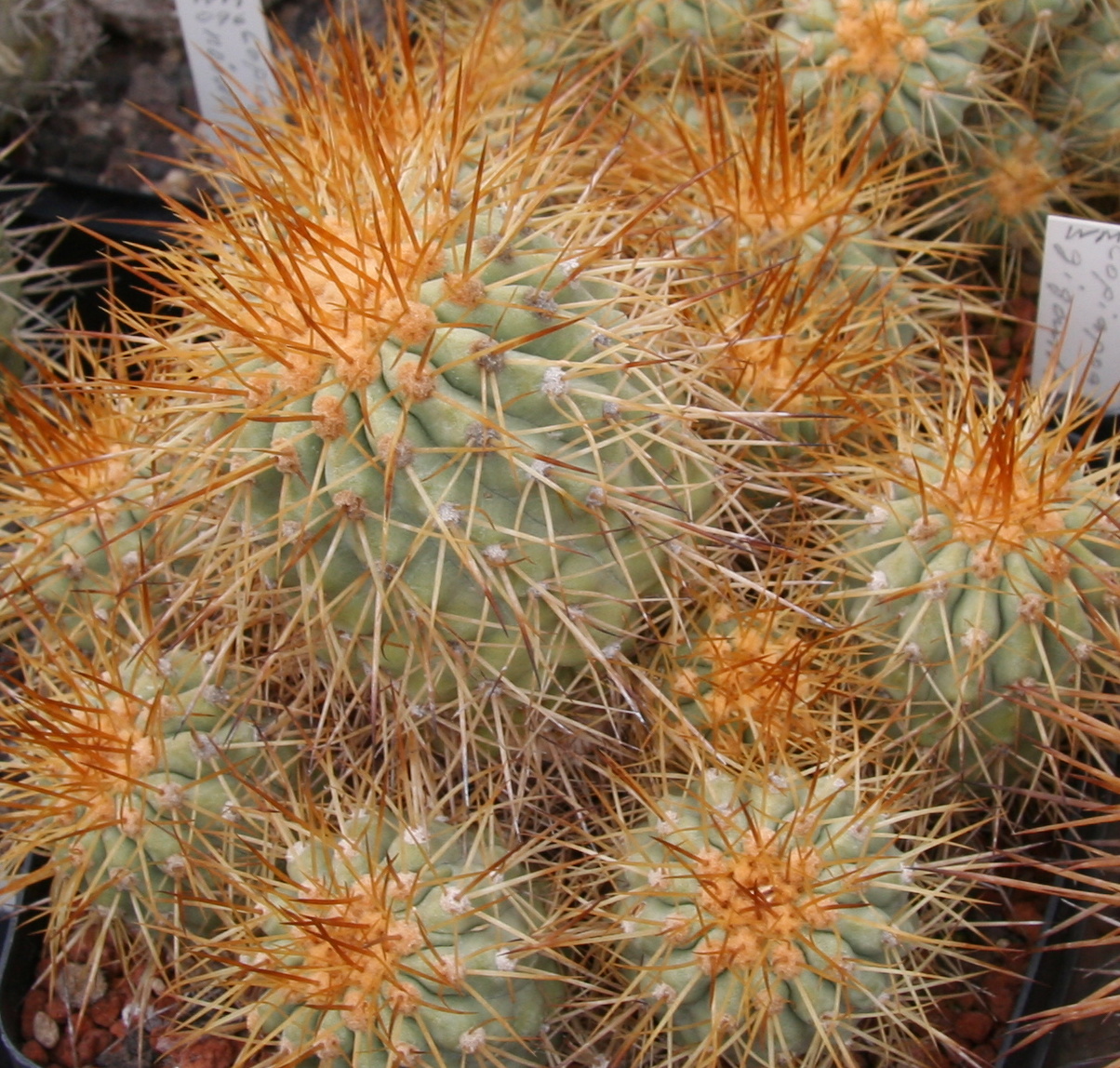 Copiapoa gigantea