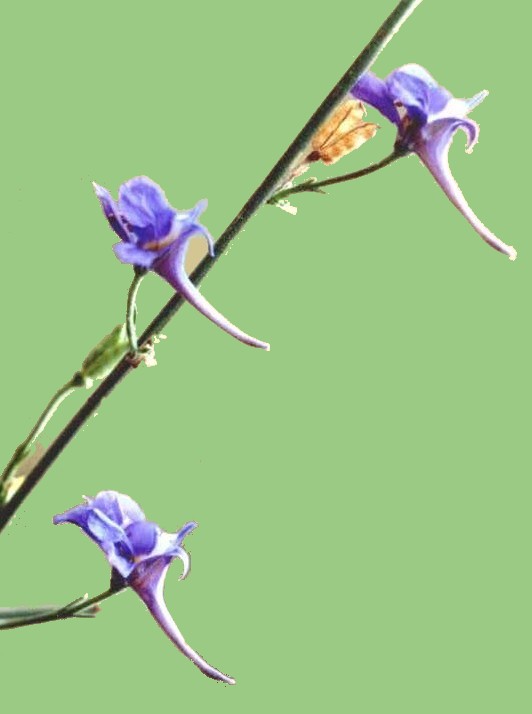 Delphinium emarginatum