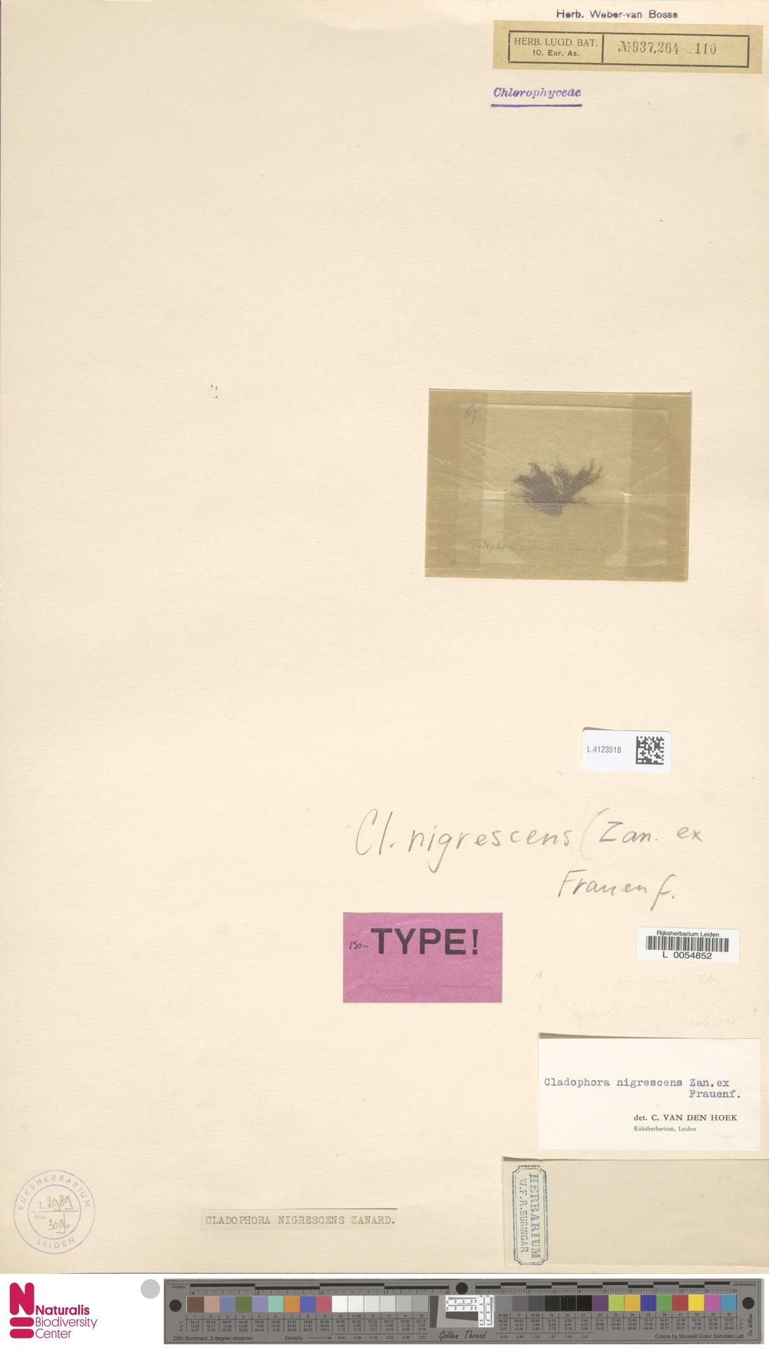Cladophora nigrescens