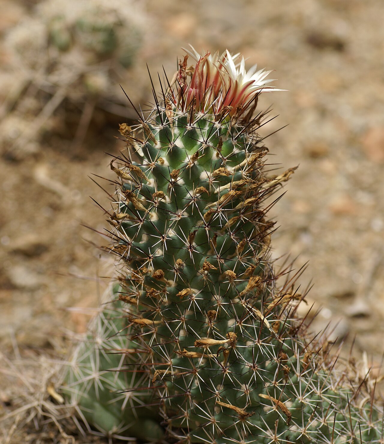 Coryphantha potosiana